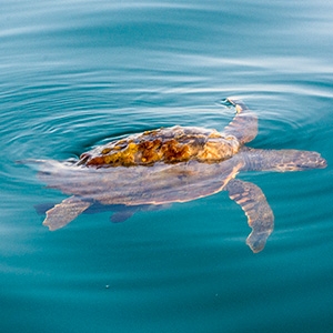 Les tortues marines