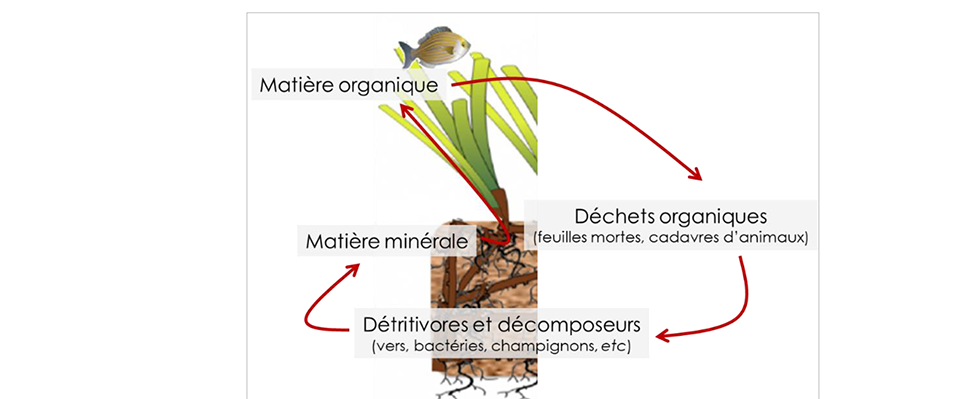 Schéma simplifié du cycle de la matière dans les herbiers de posidonie