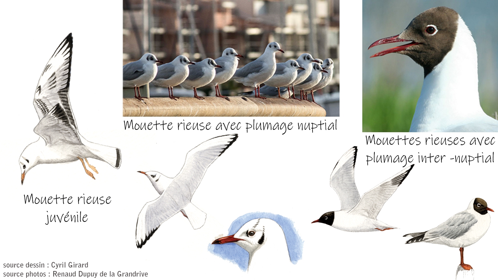 Mouettes rieuses