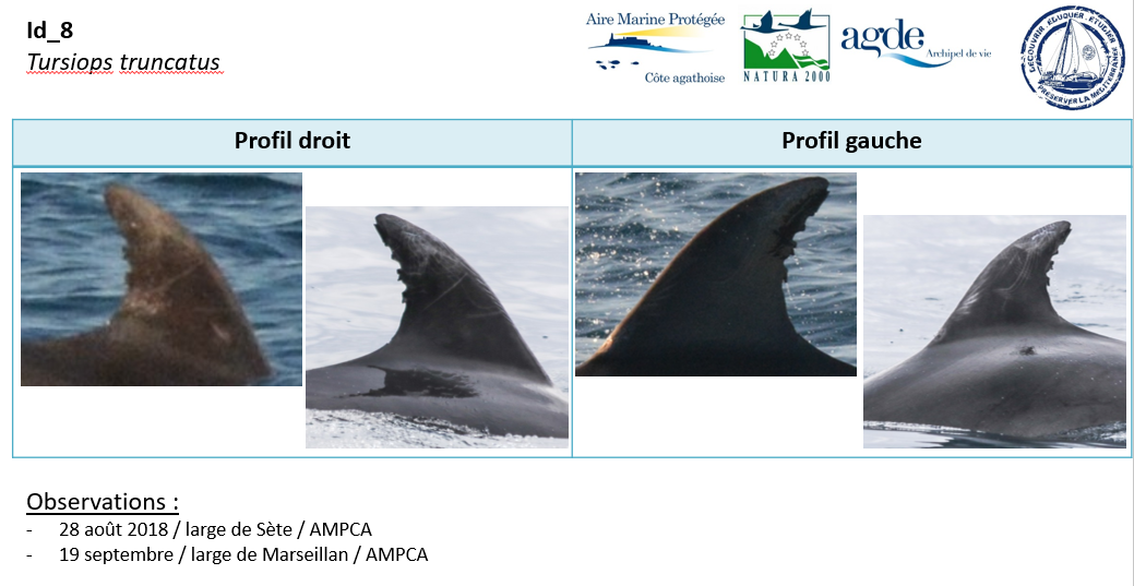 Extrait catalogue de photoID du grand dauphin de l'AMP