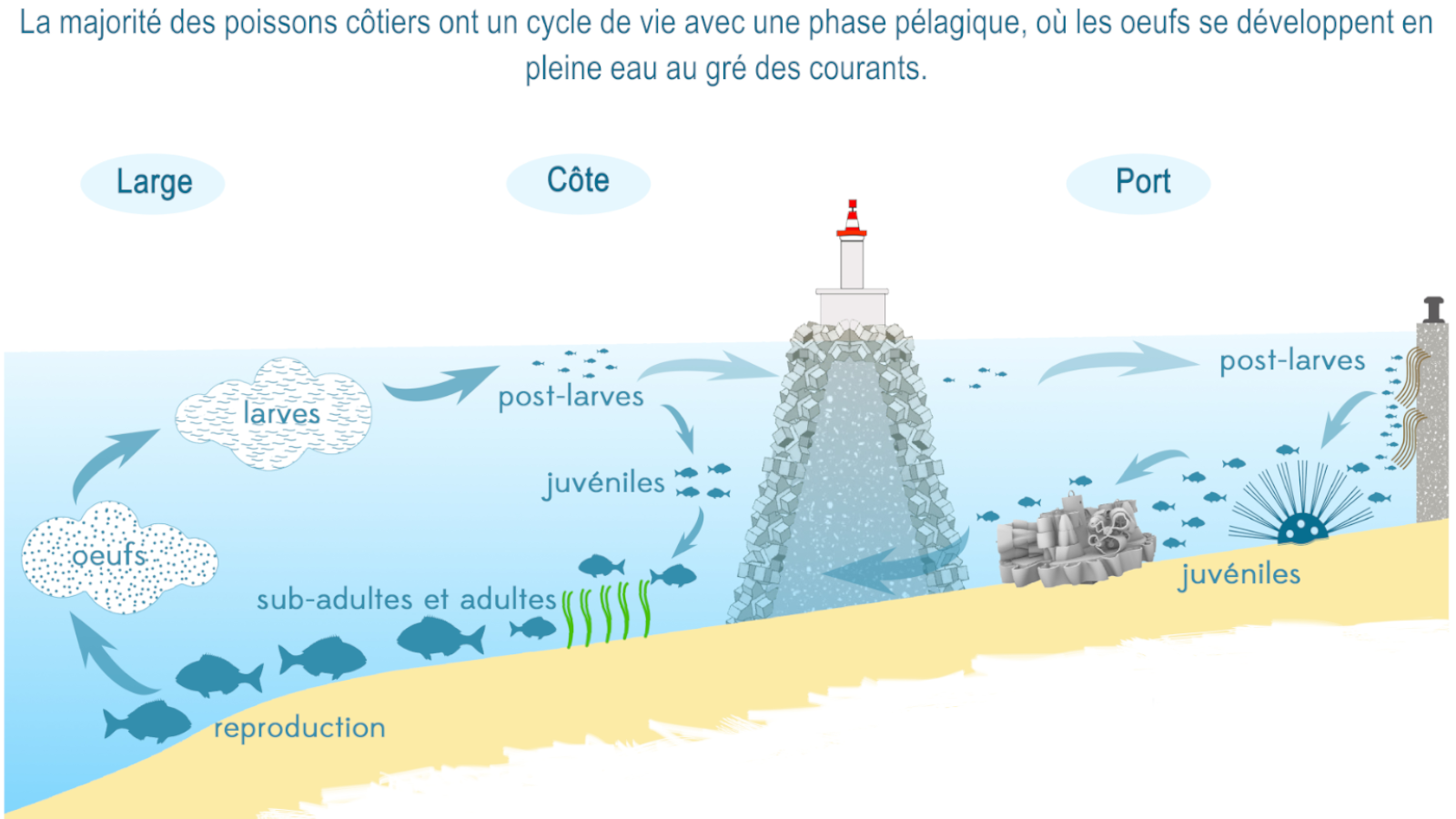 Schéma type d'un cycle de vie de poisson côtier (réalisation Mathieu Foulquié)