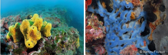 Eponges de mer du genre Aplysina (à gauche) et Oscarella (à droite)