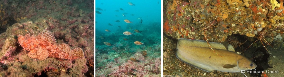 Chapon bien camouflé sur le récif (à gauche), castagnoles qui évoluent au dessus du récif (au centre) et une mostelle (à droite)