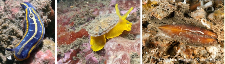 Limace de mer du genre Hypselodoris (à gauche), escargot de mer du genre Tylodina (au centre) et la datte de mer (à droite)