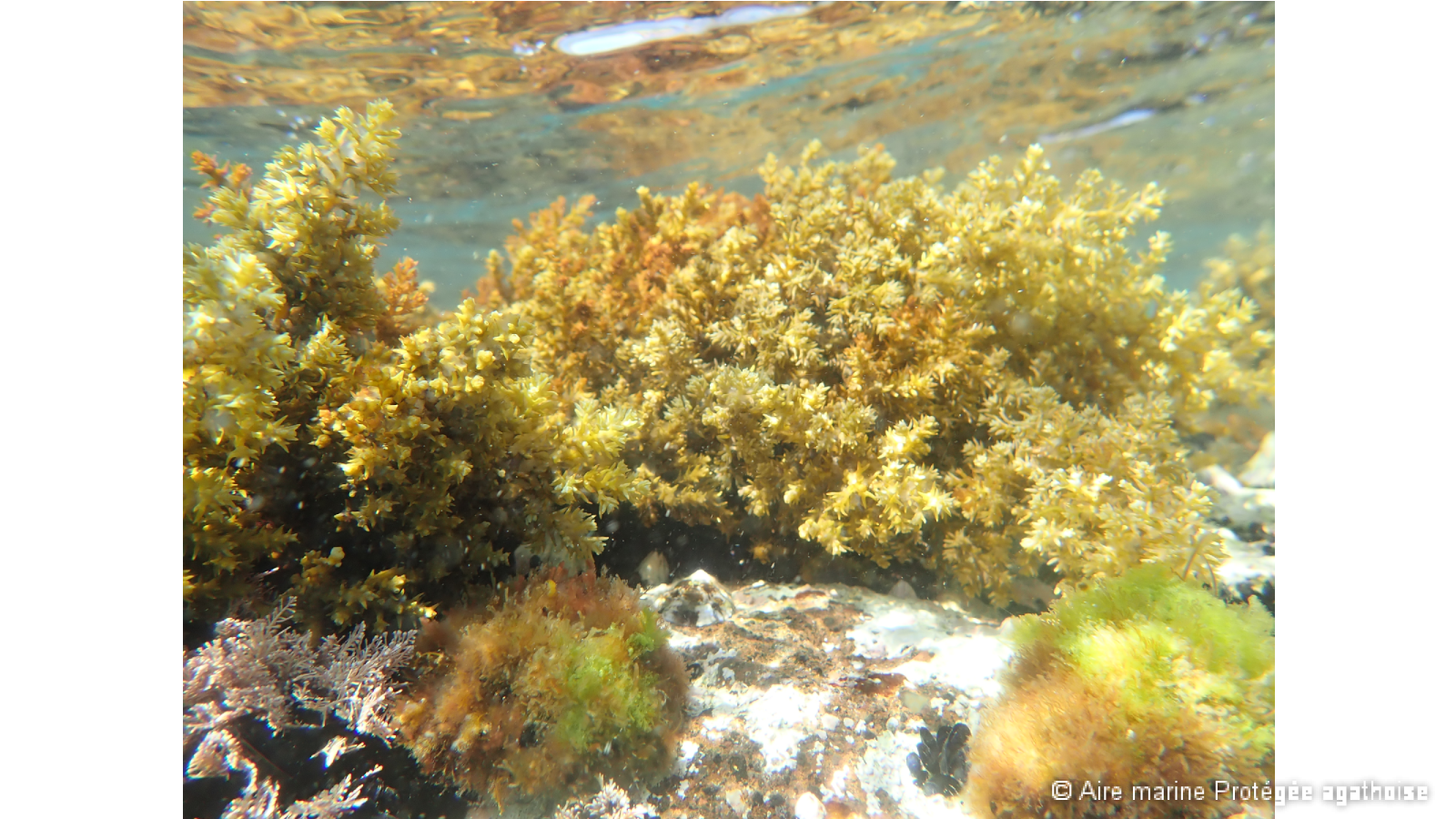 Algues Cystoseira mediterranea à la Conque