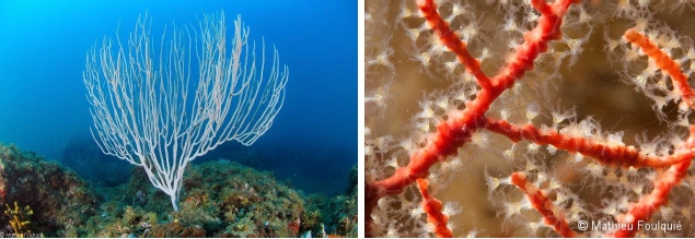 Gorgone blanche du genre Eunicella (à gauche) et zoom sur les polypes d'une gorgone orange (à droite)