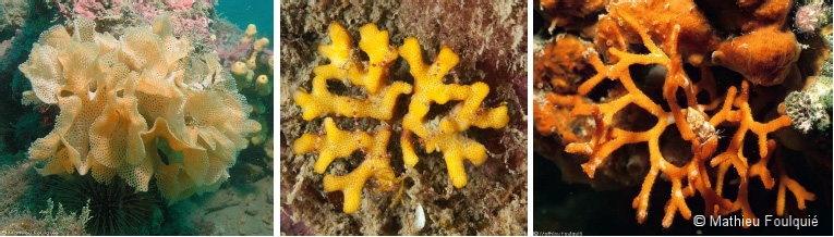 Dentelle de Neptune (à gauche), bryozoaire du genre Frondipora (au centre) et Adeonella (à droite)